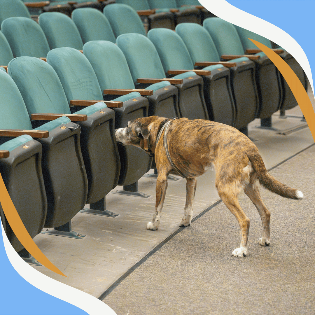 NACSW Trial Experience Webinar Series: Part 3 (Elite, Elite Premier and Summit)