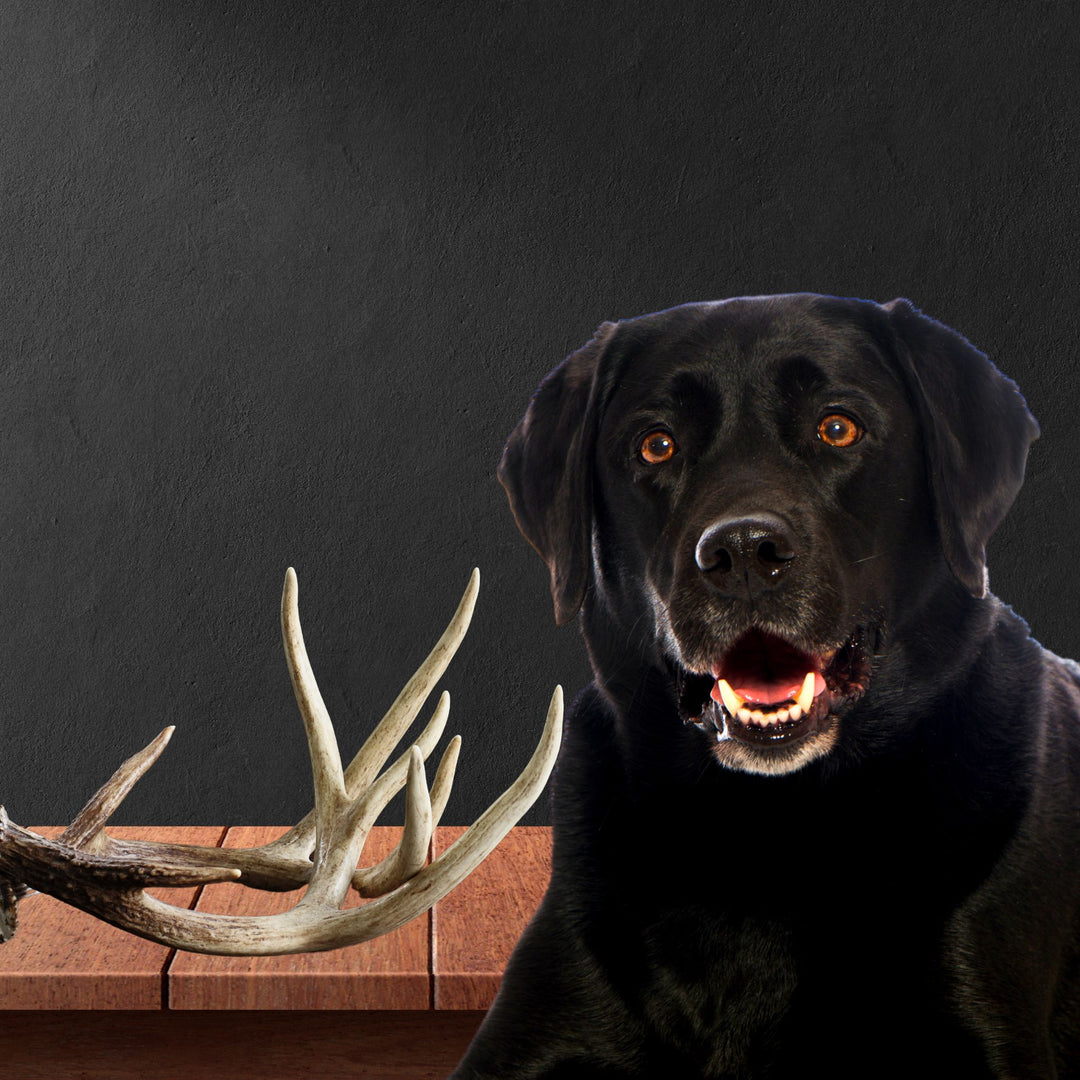 NASDA: Upper-Level Shed Hunt Webinar