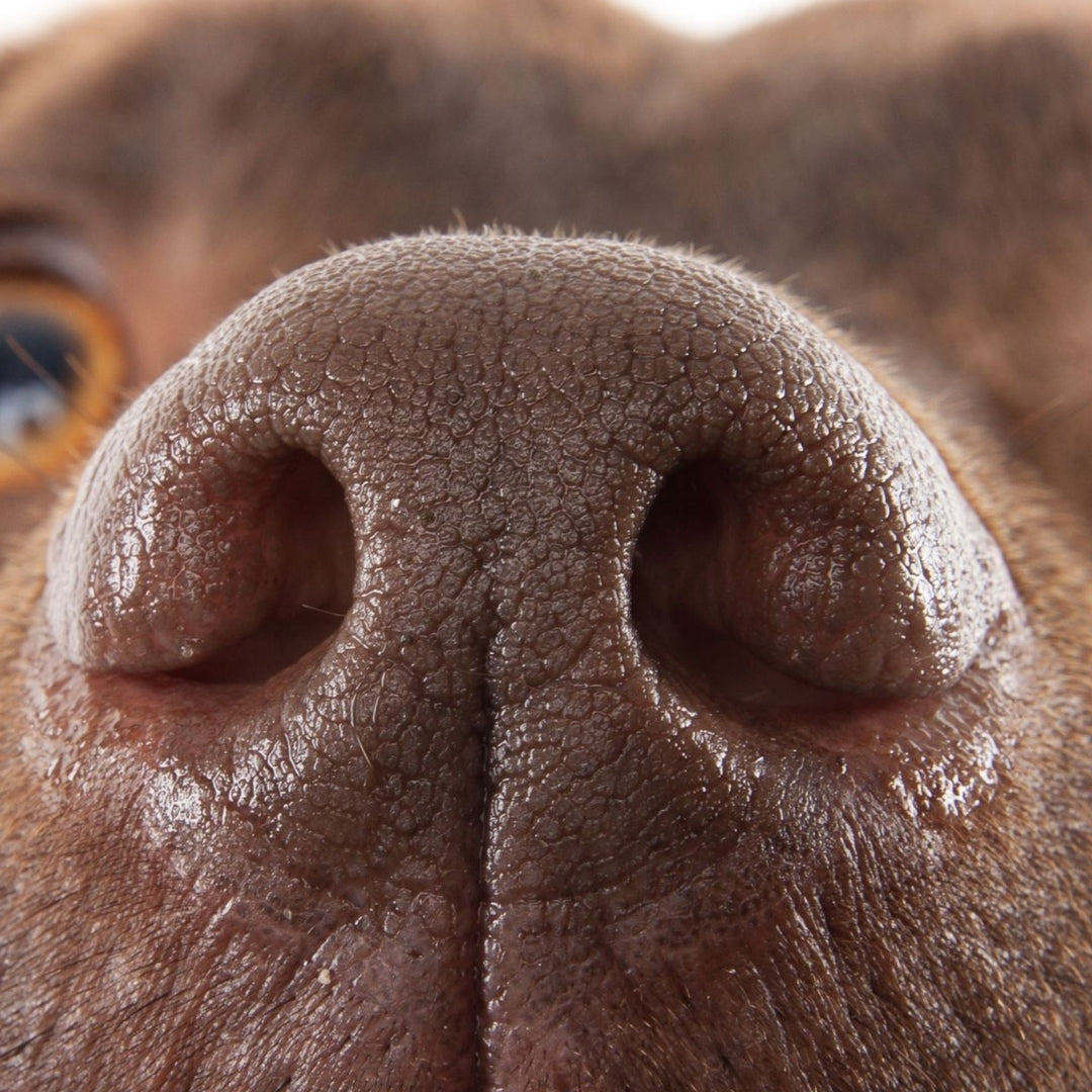 NASDA: A Rapidly Growing Canine Scent Sport Webinar