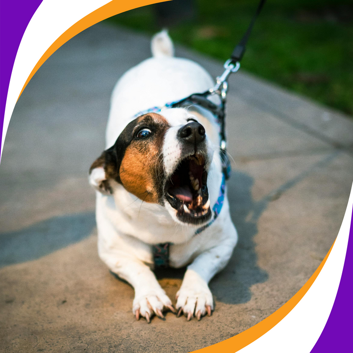 Click to Calm: Turning Fear and Frustration Into Focus Through Positive Reinforcement Webinar