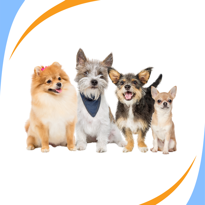 Nose Work for Small Dogs Webinar