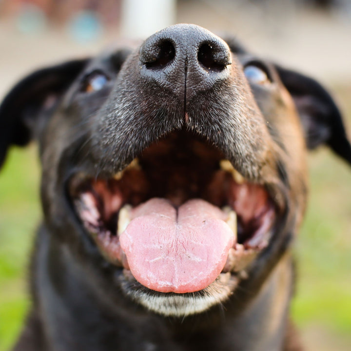 Odor Obedience Webinar