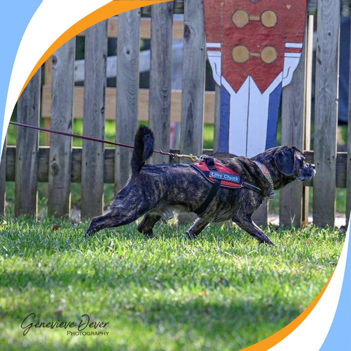 On or Off Leash: Deciding Which Option is Right for the Moment Webinar