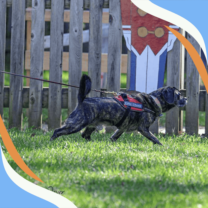 On or Off Leash: Deciding Which Option is Right for the Moment Webinar