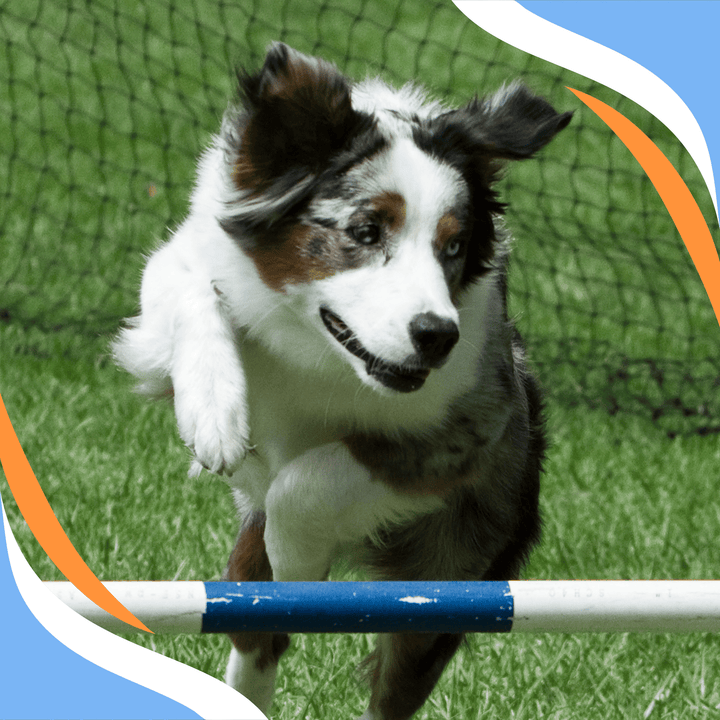 Performance Redefined: Agility to Nosework Webinar