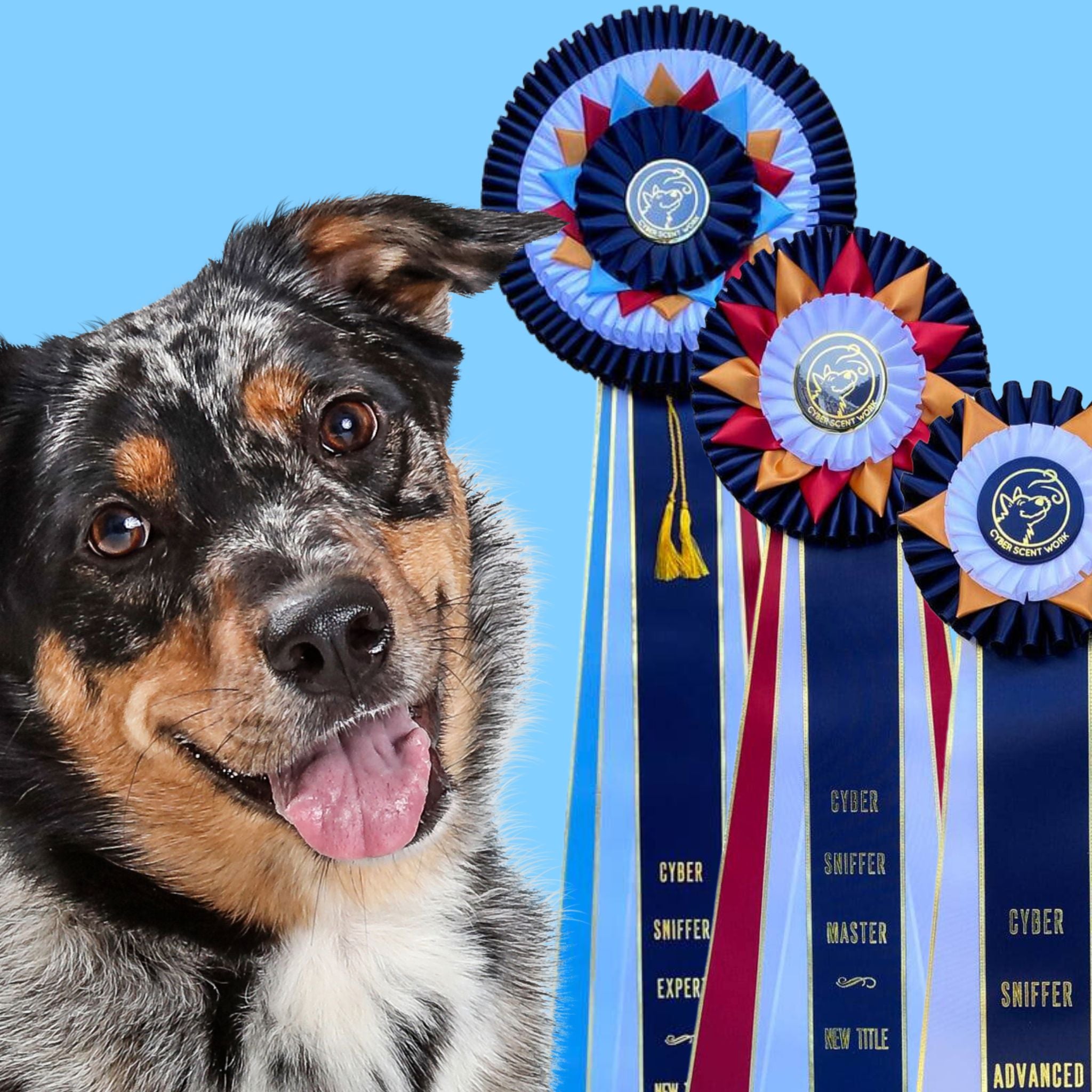 Prep for Success: CSW Advanced, Master and Expert Webinar – Scent Work ...