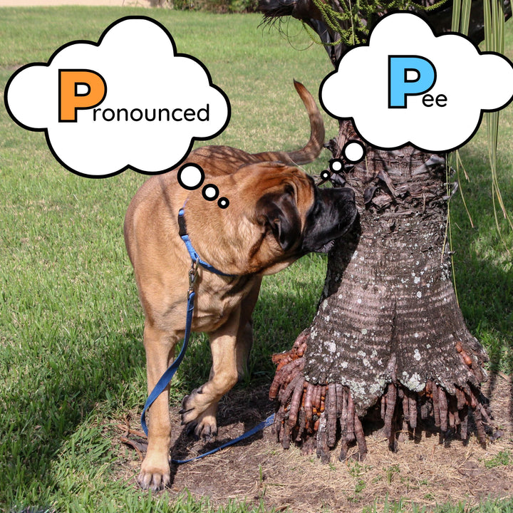 P for Pronounced or Pee? Webinar