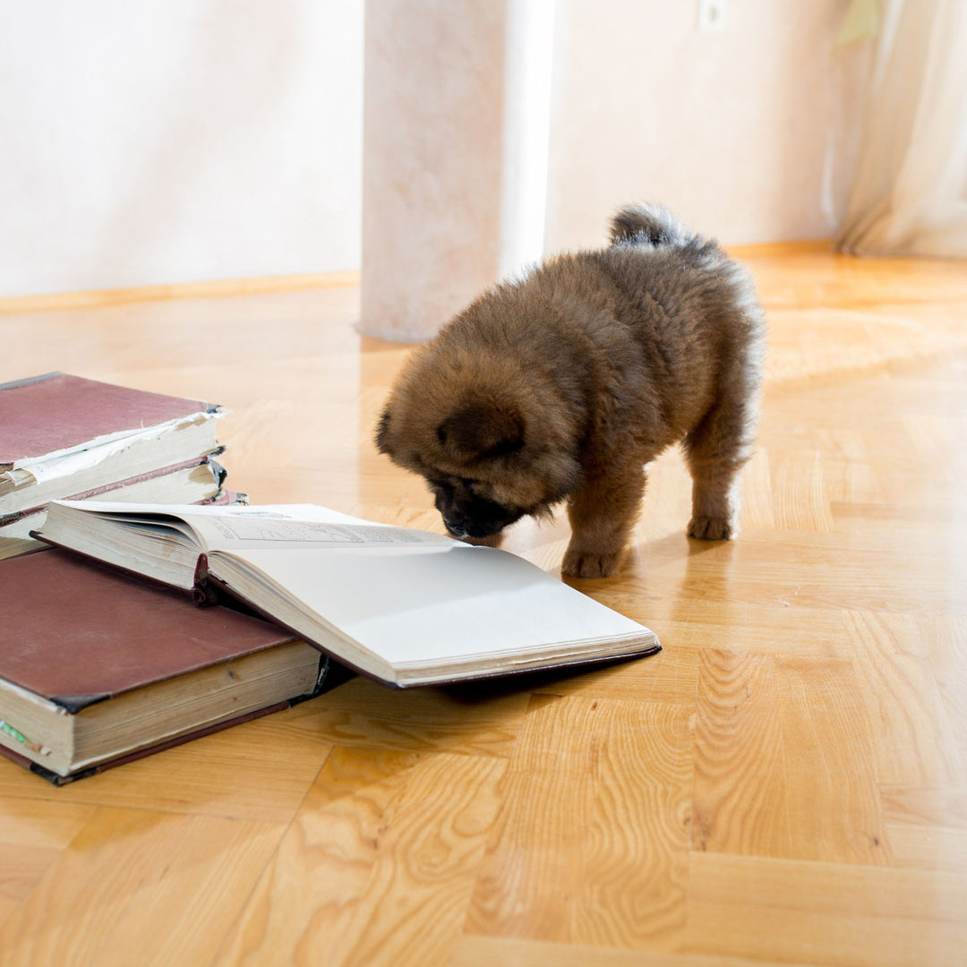 Puppy Sniffing Indoor Adventures Course