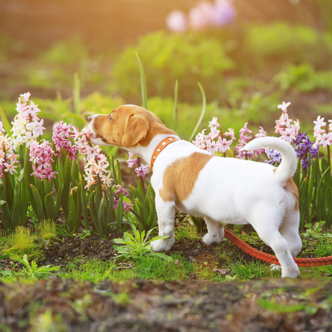 Puppy Sniffing Outdoor Adventures Course