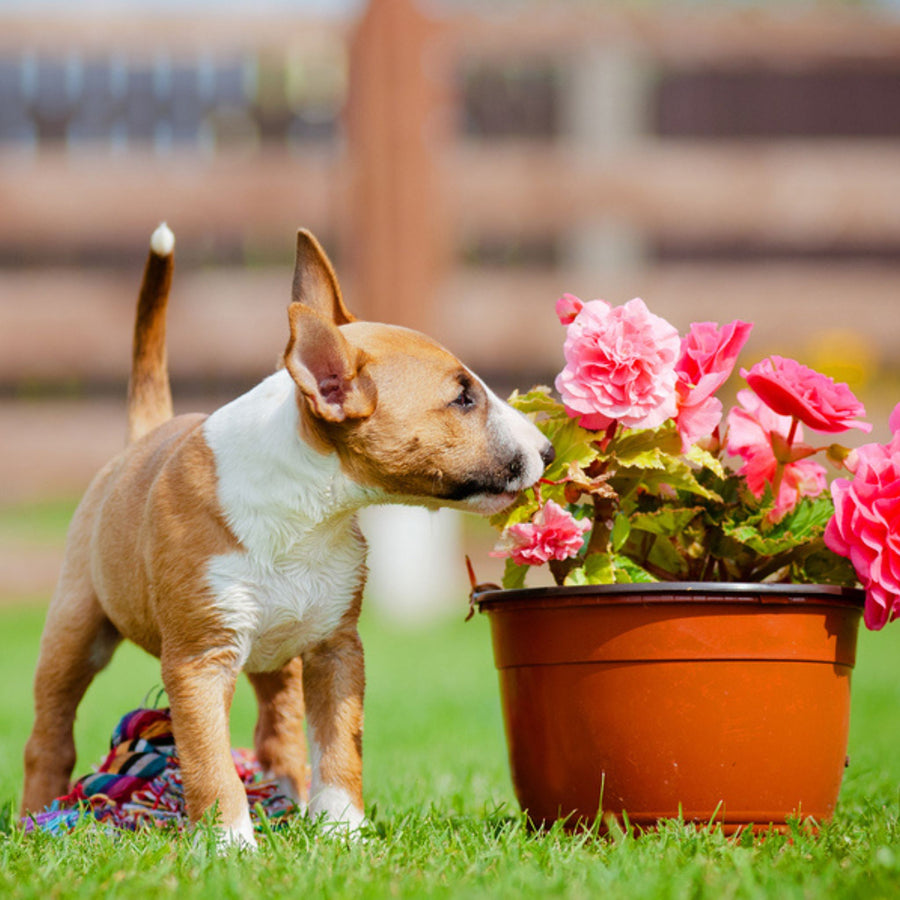 Online Scent Work Courses Scent Work University