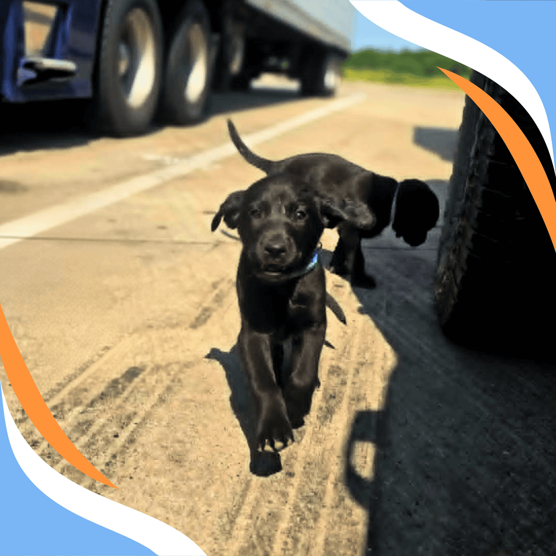 Puppy Series Part 2: From Curiosity to Hunt Webinar