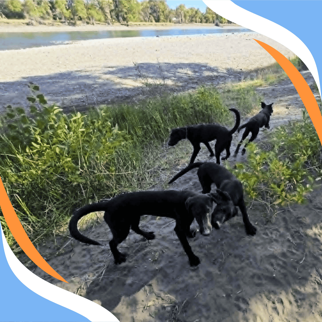Puppy Series: Part 3 - From Hunt to Search Webinar