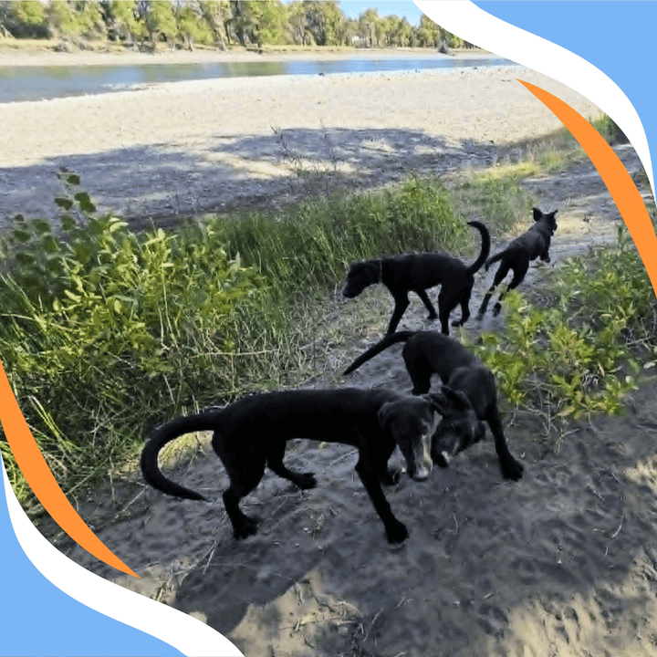 Puppy Series: Part 3 - From Hunt to Search Webinar