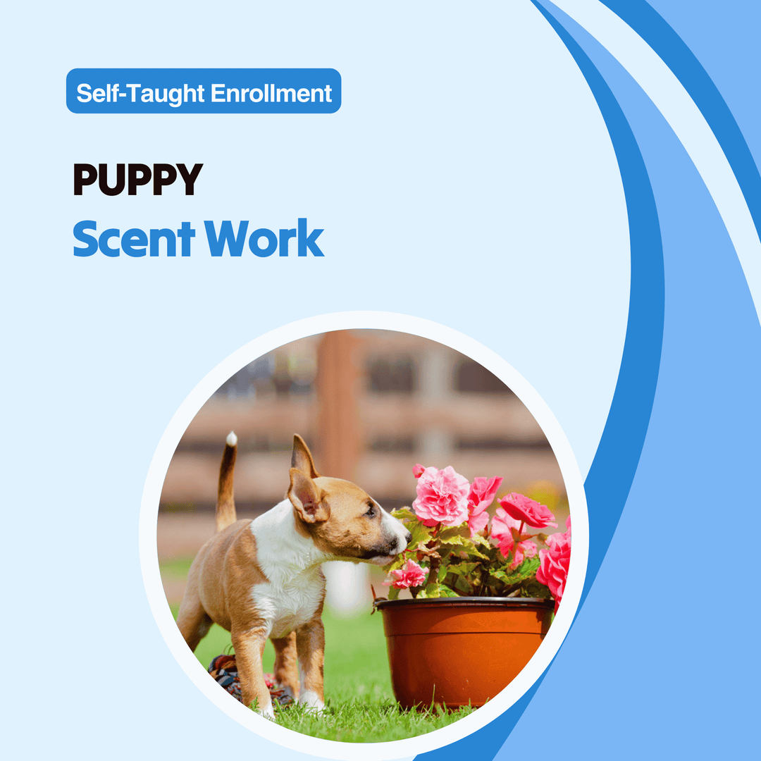 Puppy Scent Work Course