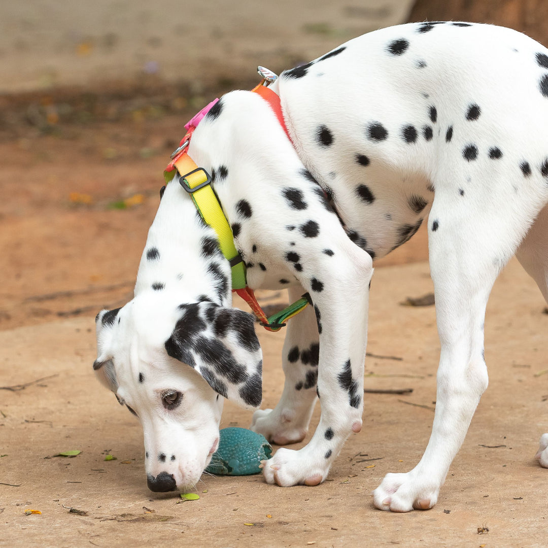 Puppy Sniffing Games Course