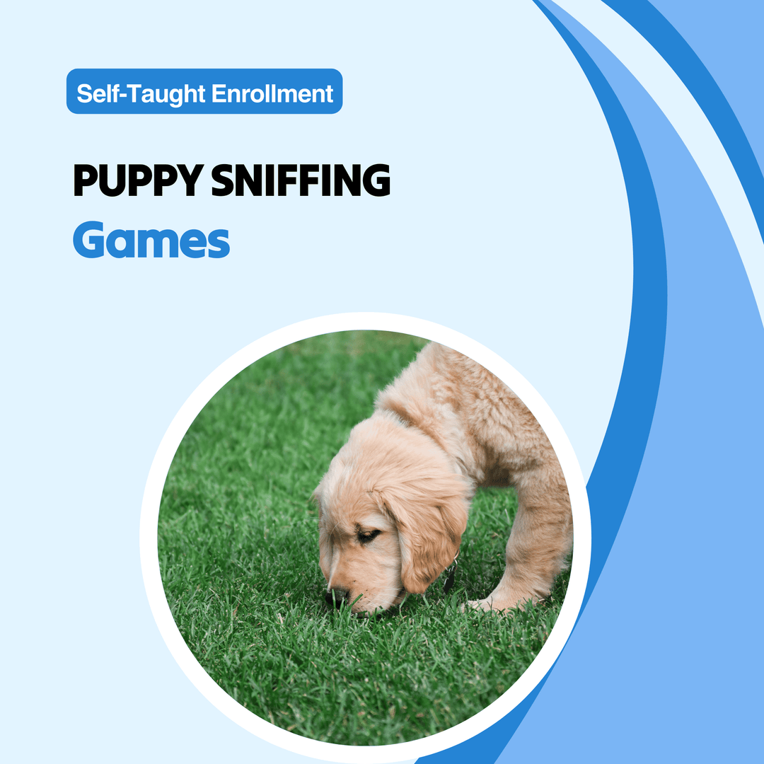 Puppy Sniffing Games Course