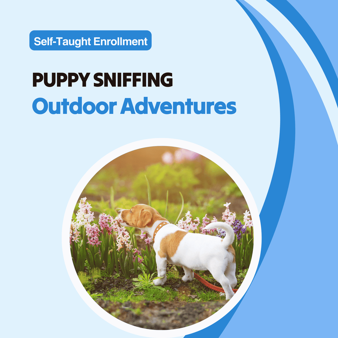Puppy Sniffing Outdoor Adventures Course