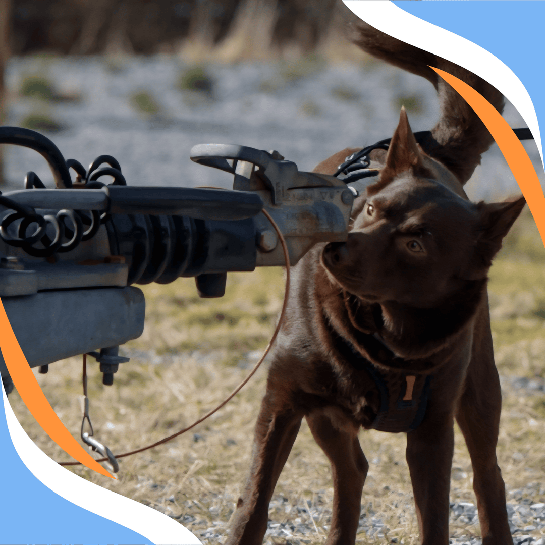 The Power of Purposeful Goal Setting in Dog Sports and Life Webinar