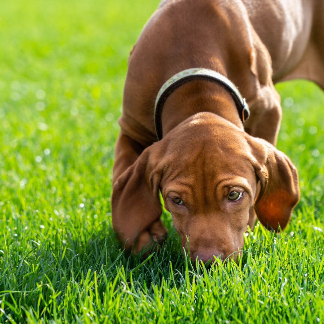 Raising Your Scent Work Puppy Webinar