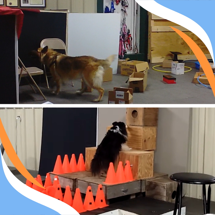 Releasing the Inner Dog Webinar