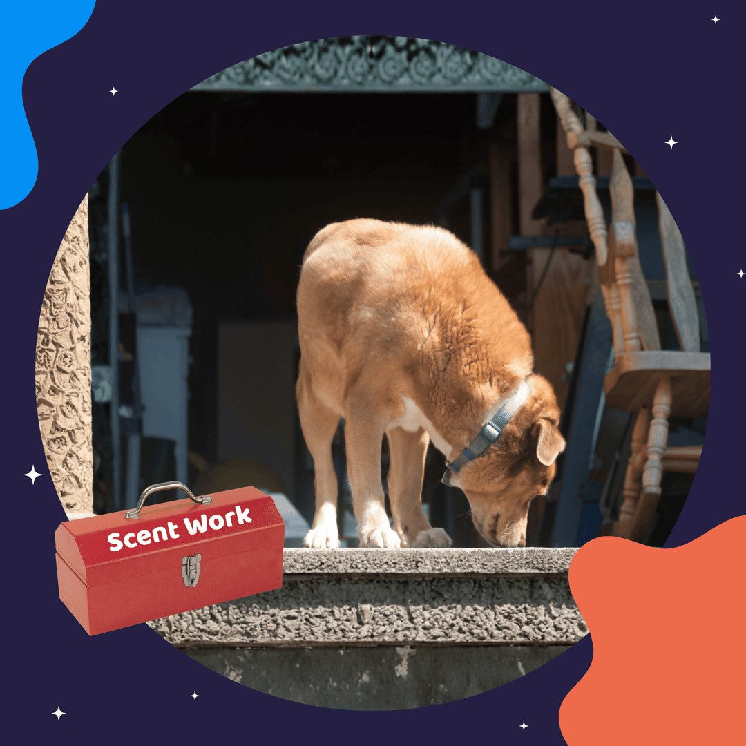 Scent Work Toolbox: Choosing the Best Tool Virtual Event