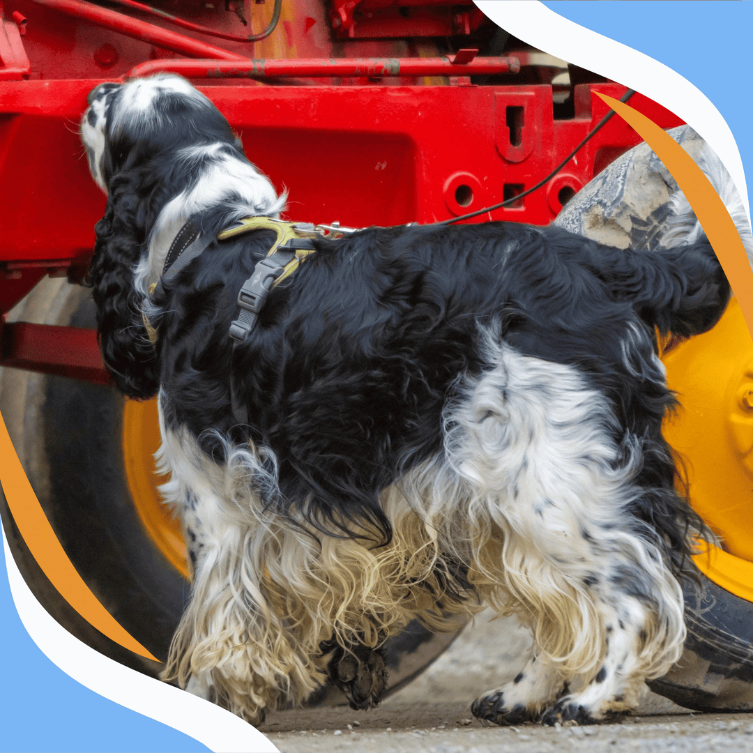 Scent Work Trial Realities Webinar