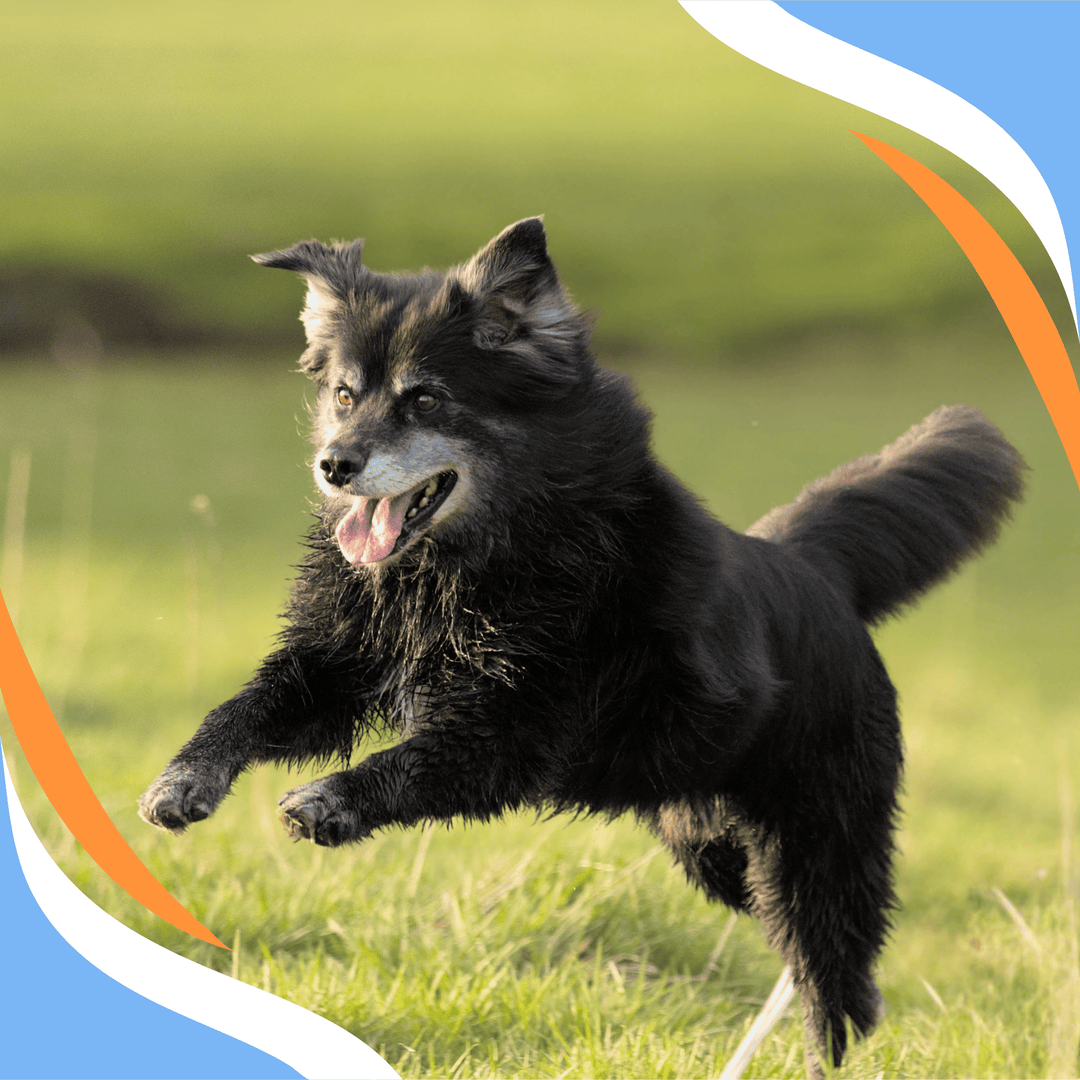 Best Practices for Trialing an Older Dog Webinar