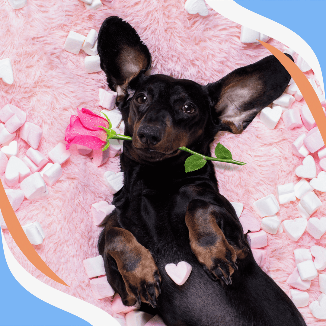 When Dog Odor Trumps Target Odor: Sexy Time Webinar