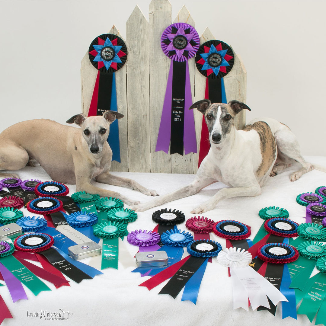 Sighthounds and Scent Work: Does It Work Webinar