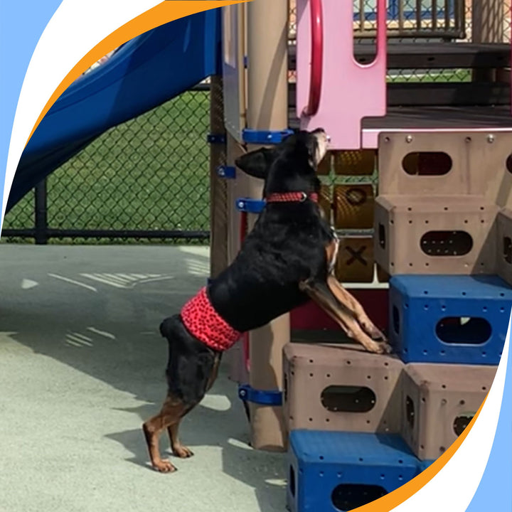 The Silver Lining: Successful Nosework Strategies for the Senior Dog and/or Handler Webinar