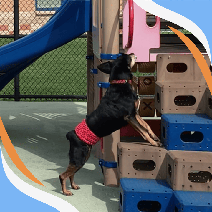 The Silver Lining:  Successful Nosework Strategies for the Senior Handler Webinar