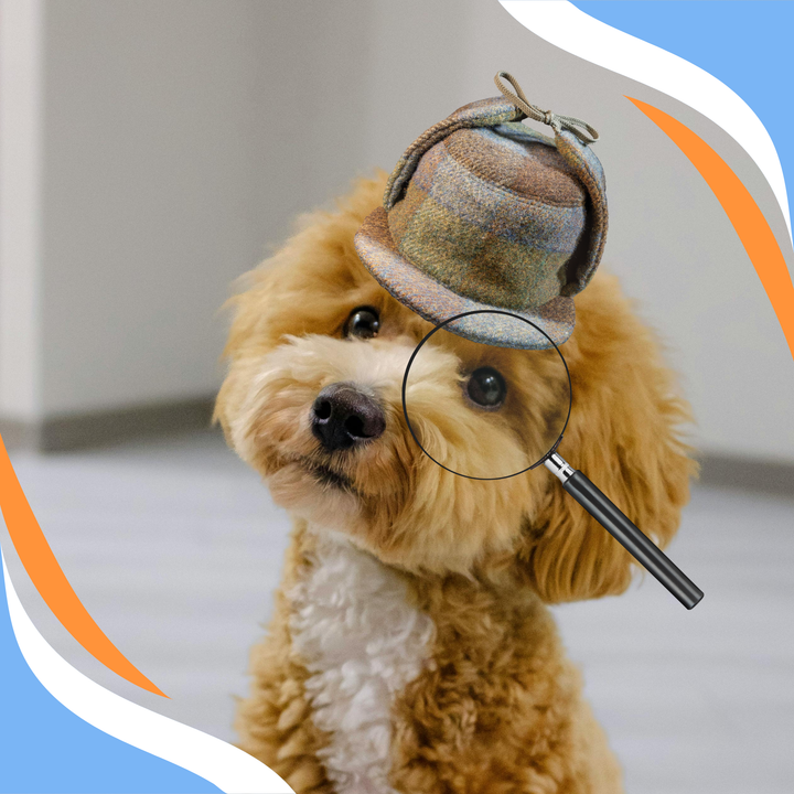 Don’t Let the Q in Detective be a Sleuth; How to Prep for Success! Webinar