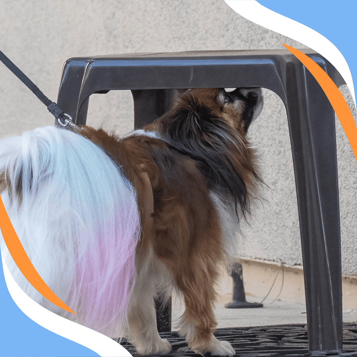 Nose Work for Small Dogs Webinar