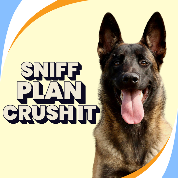 Sniff. Plan. Crush It: Goal Setting the Nosework Way