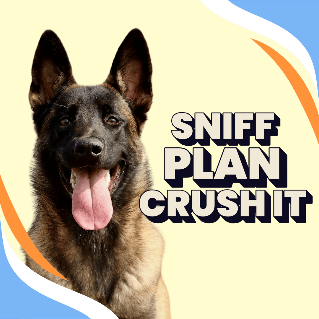 Sniff. Plan. Crush It: Goal Setting the Nosework Way Webinar