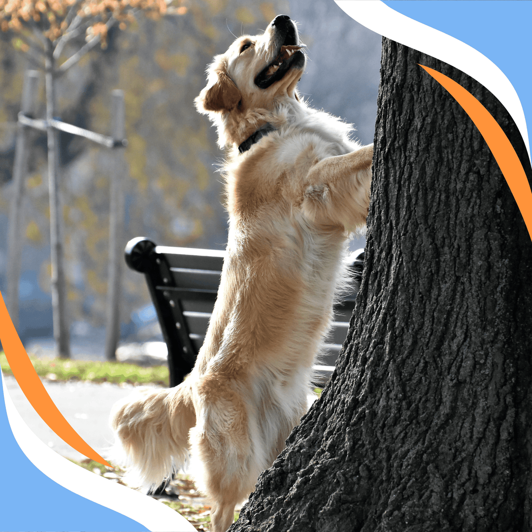 Squirrel! From Distracted to Committed: Reading, Training, and Recovering the Search Webinar