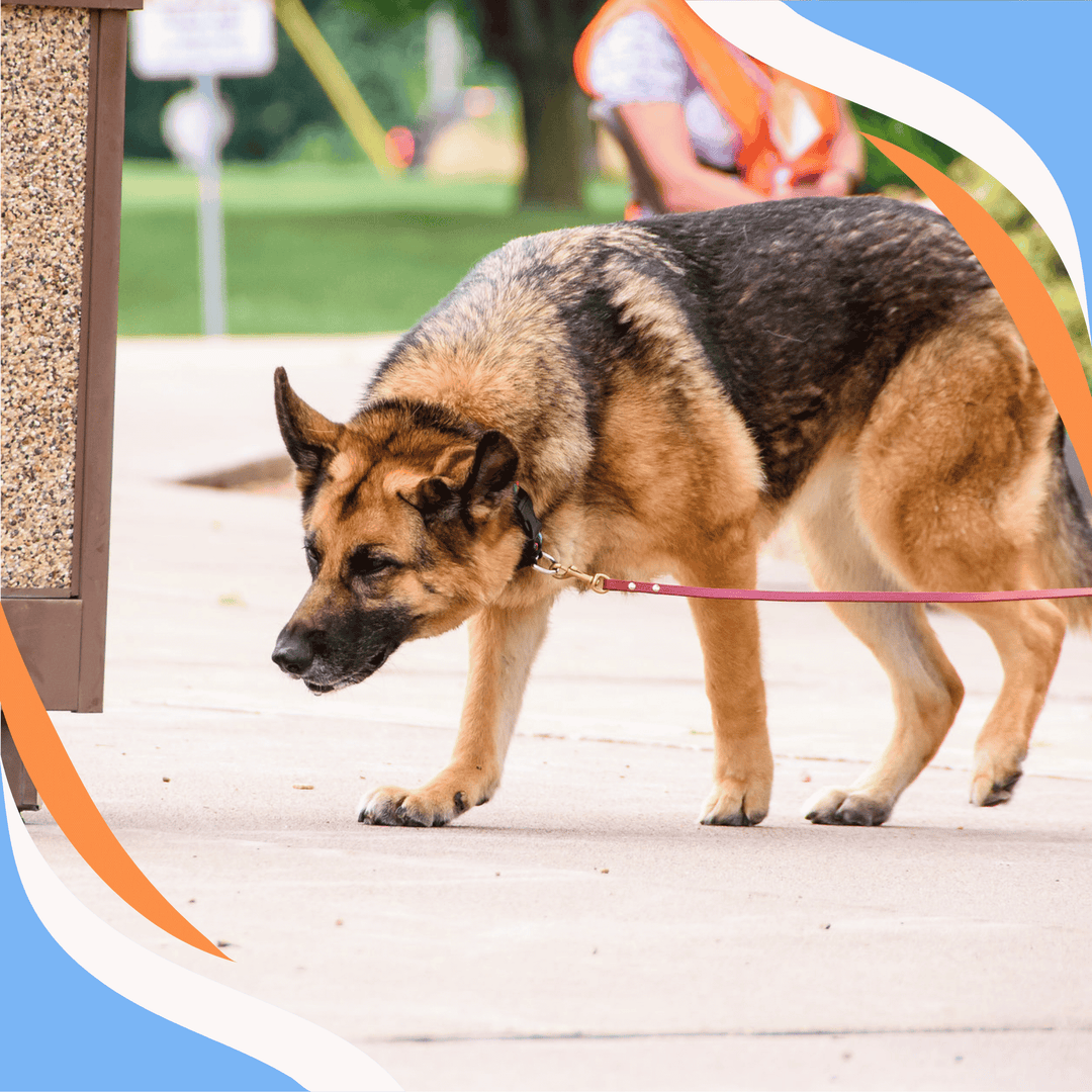 Supporting the Older Dog in Nose Work Webinar