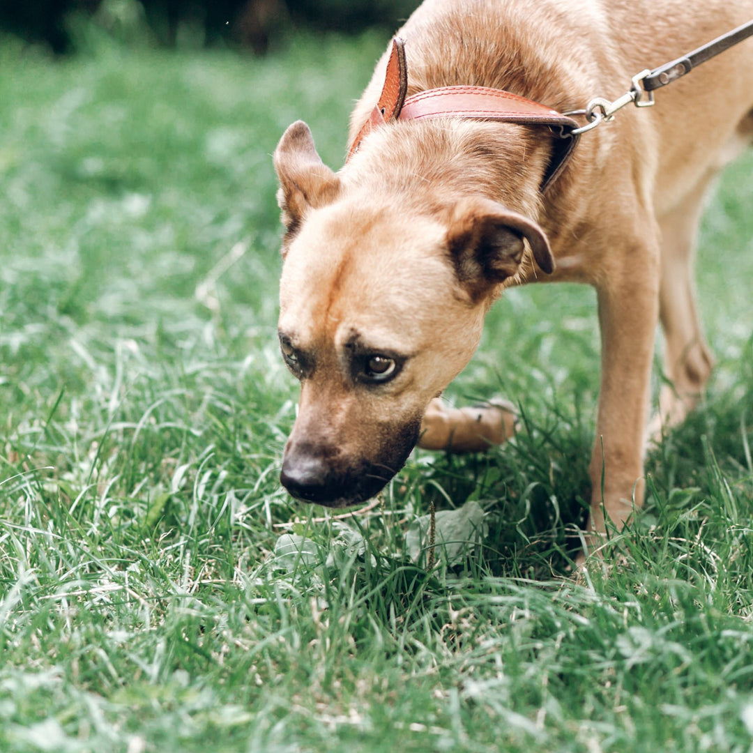 Teaching Scent Work Webinar