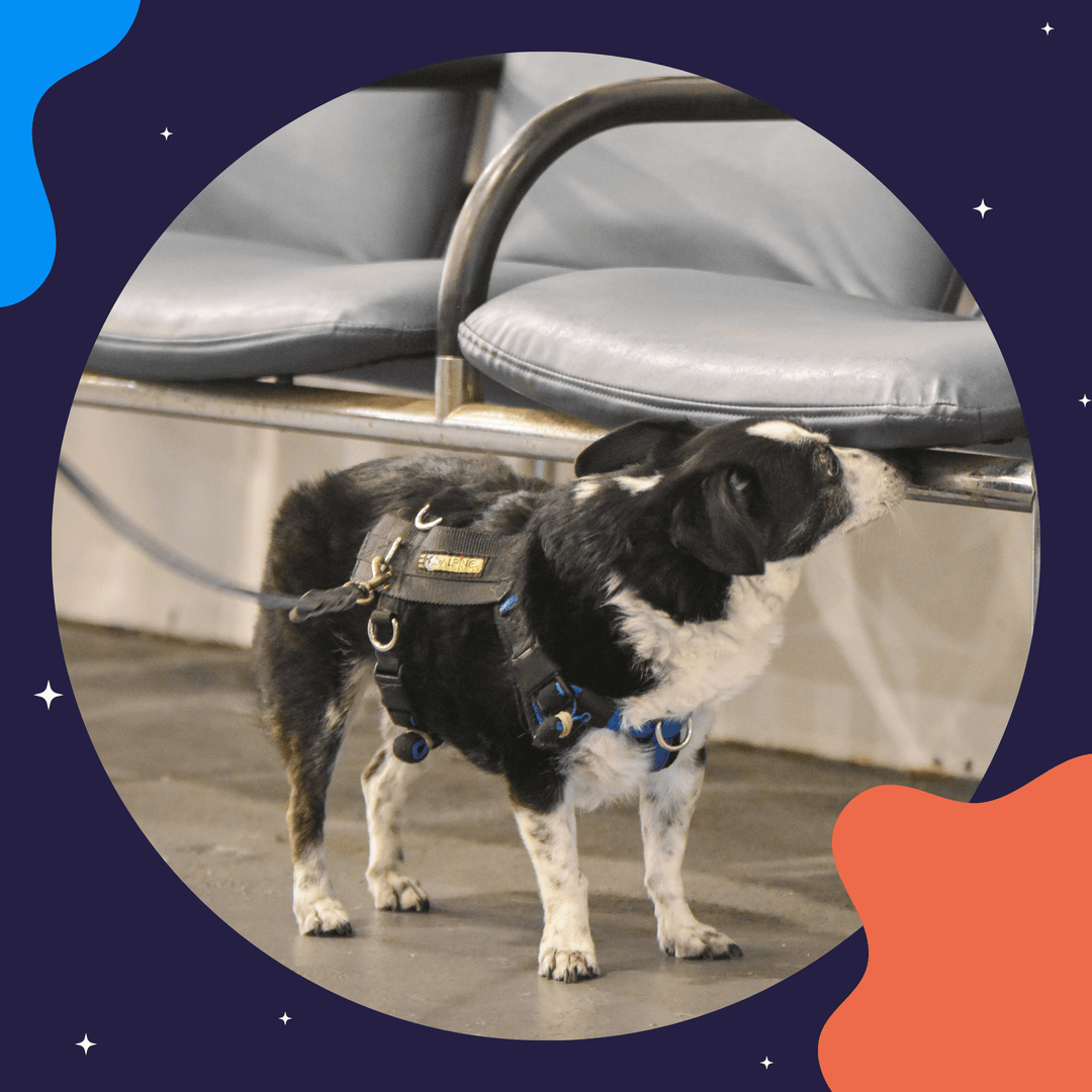 Judge's View Virtual Event