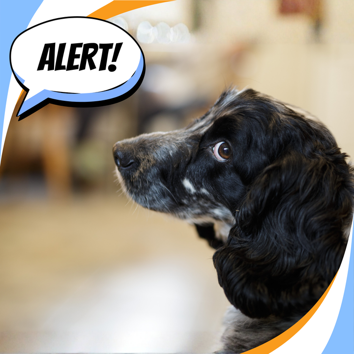 The Good Call: Calling the Hide in Training and in Trial Webinar