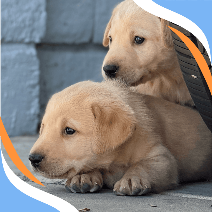 Tiny Nose, Big World: Puppy Confidence Foundations for Scent Work Webinar