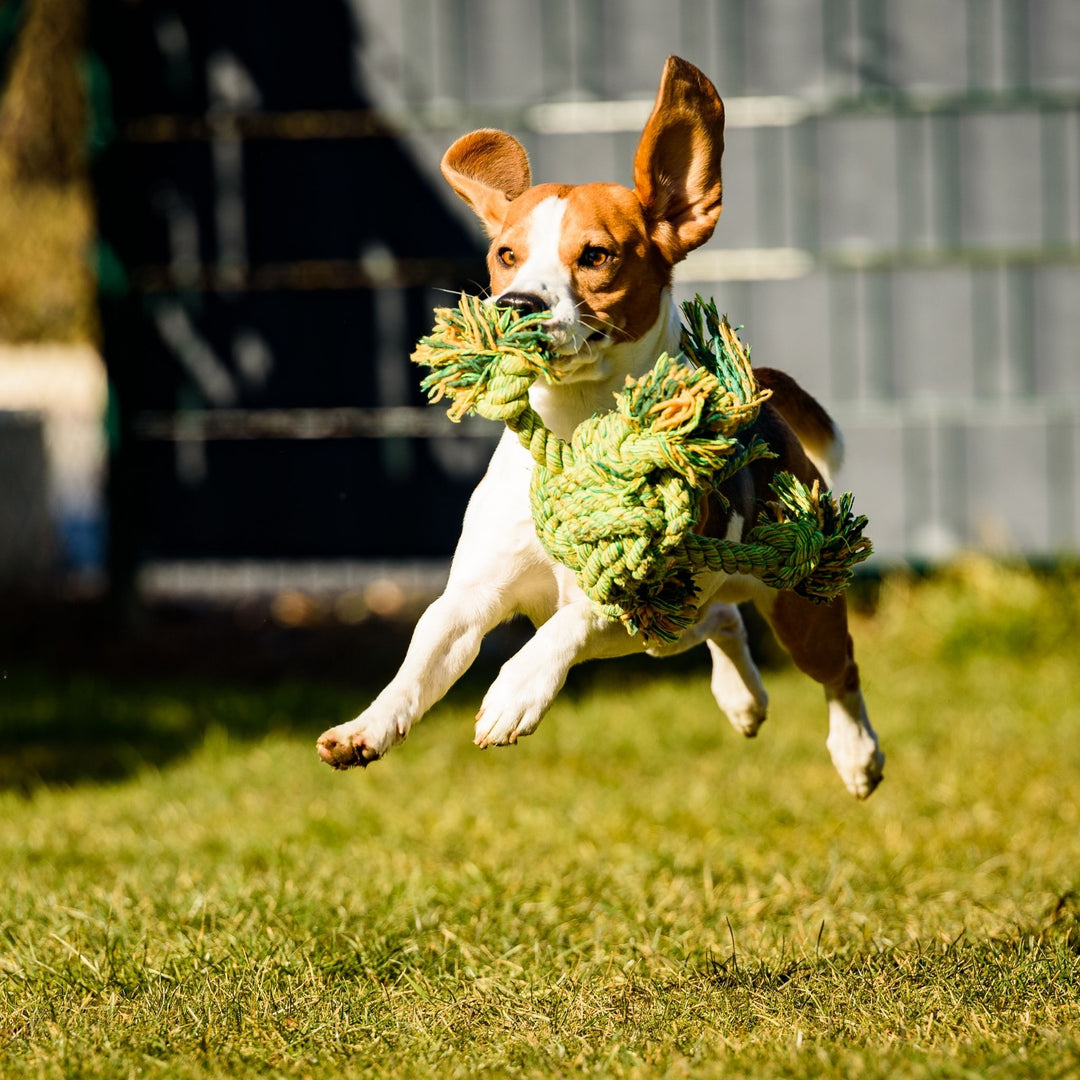 Toys for Nosework: How, When and Why Webinar