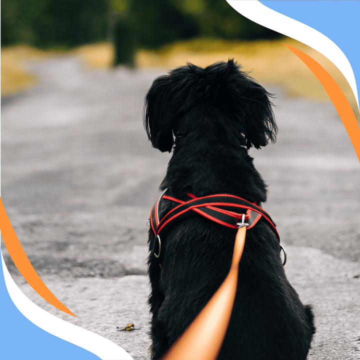 Training on an Island: The Art of Working Solo in Canine Nose Work Webinar