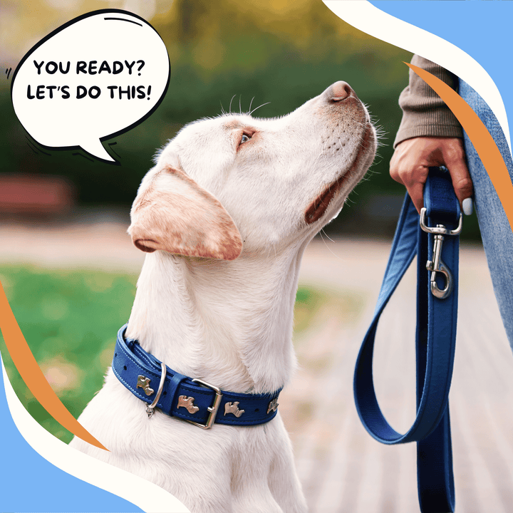 Trial Teamwork: The Handler's Role Webinar