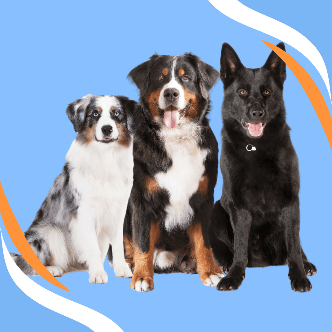 Trialing with Multiple Dogs and Making it Work Webinar