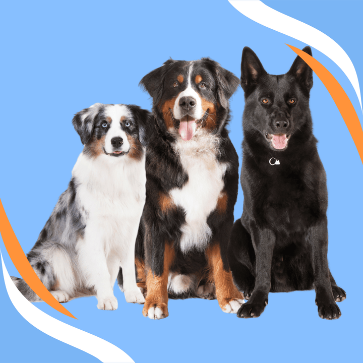 Trialing with Multiple Dogs and Making it Work Webinar