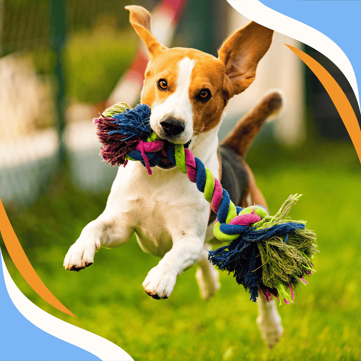 Using Play in Scent Work Webinar