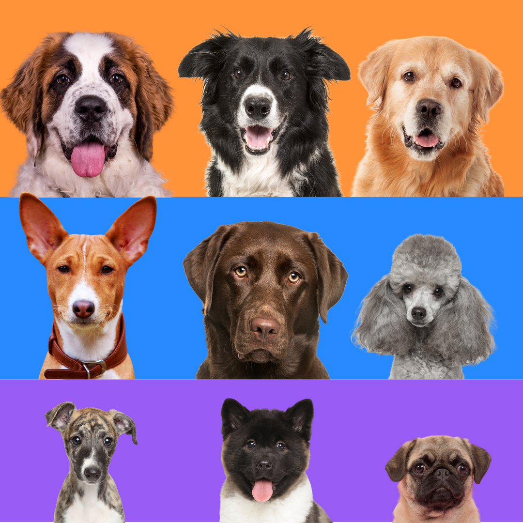 The Varied Needs of Different Breeds Webinar