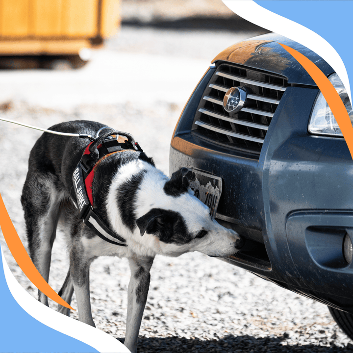 Vehicle Search Mechanics: The Handler's Role Webinar