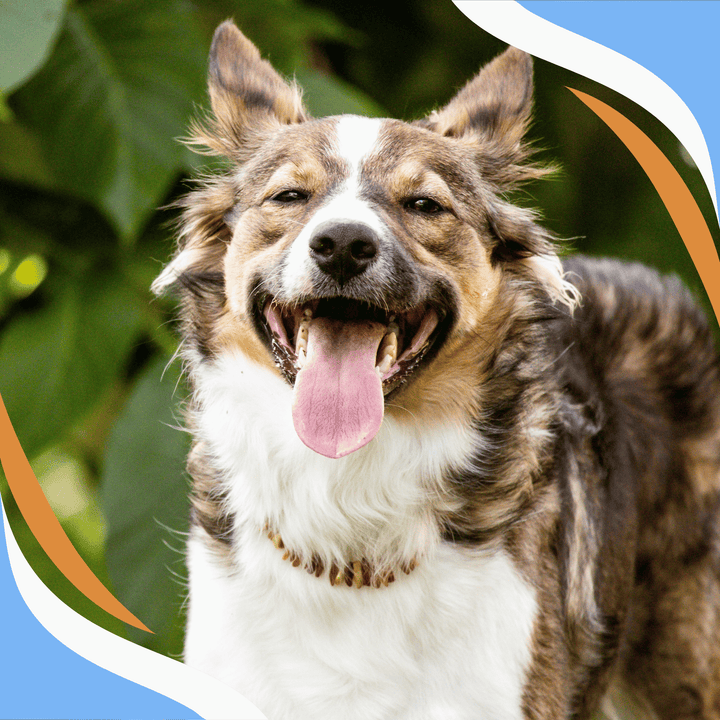 What Do You Need Pup Webinar